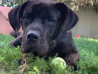 Cane Corso cani Corso nero giovane stava h24 in balcone.TOSCANA a Città metropolitana di Milano - Annuncio 3