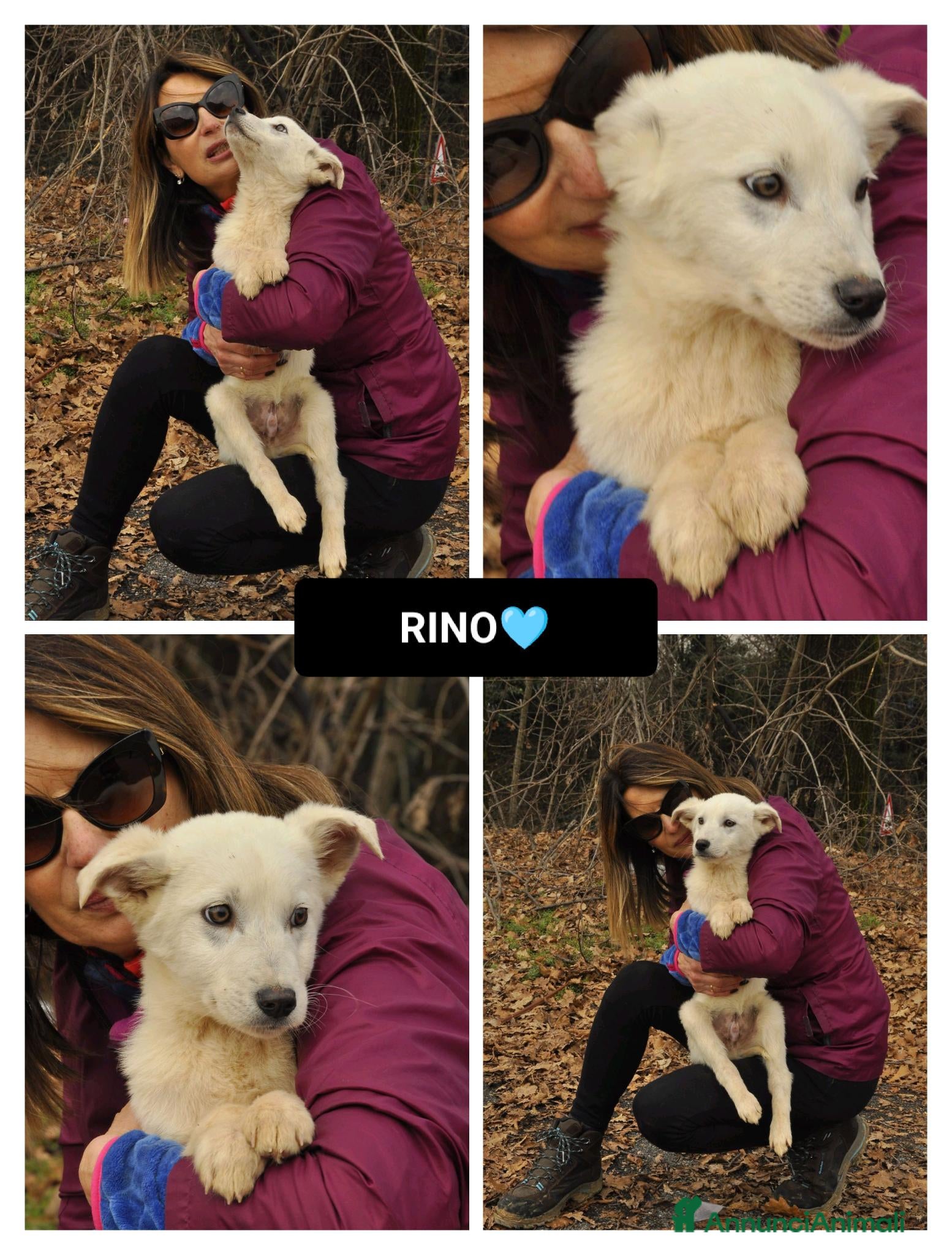 Altre razze cani RINO  - Annuncio 4