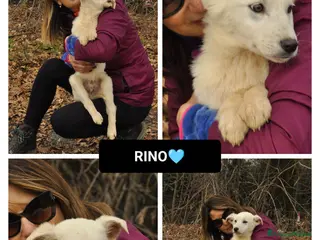 Altre razze cani RINO - Annuncio 4