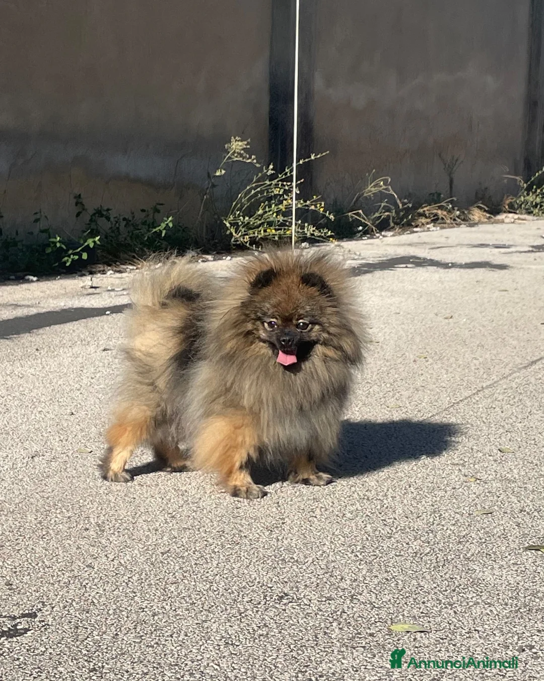 Volpino Pomerania cani in vendita: Due cuccioli maschi di Pomeranian con pedigree  a Città metropolitana di Catania - Annuncio 2
