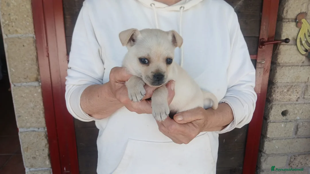 Meticcio cani in regalo: ZELDA HA BISOGNO DI TANTO AMORE E UNA CASA - Annuncio 4