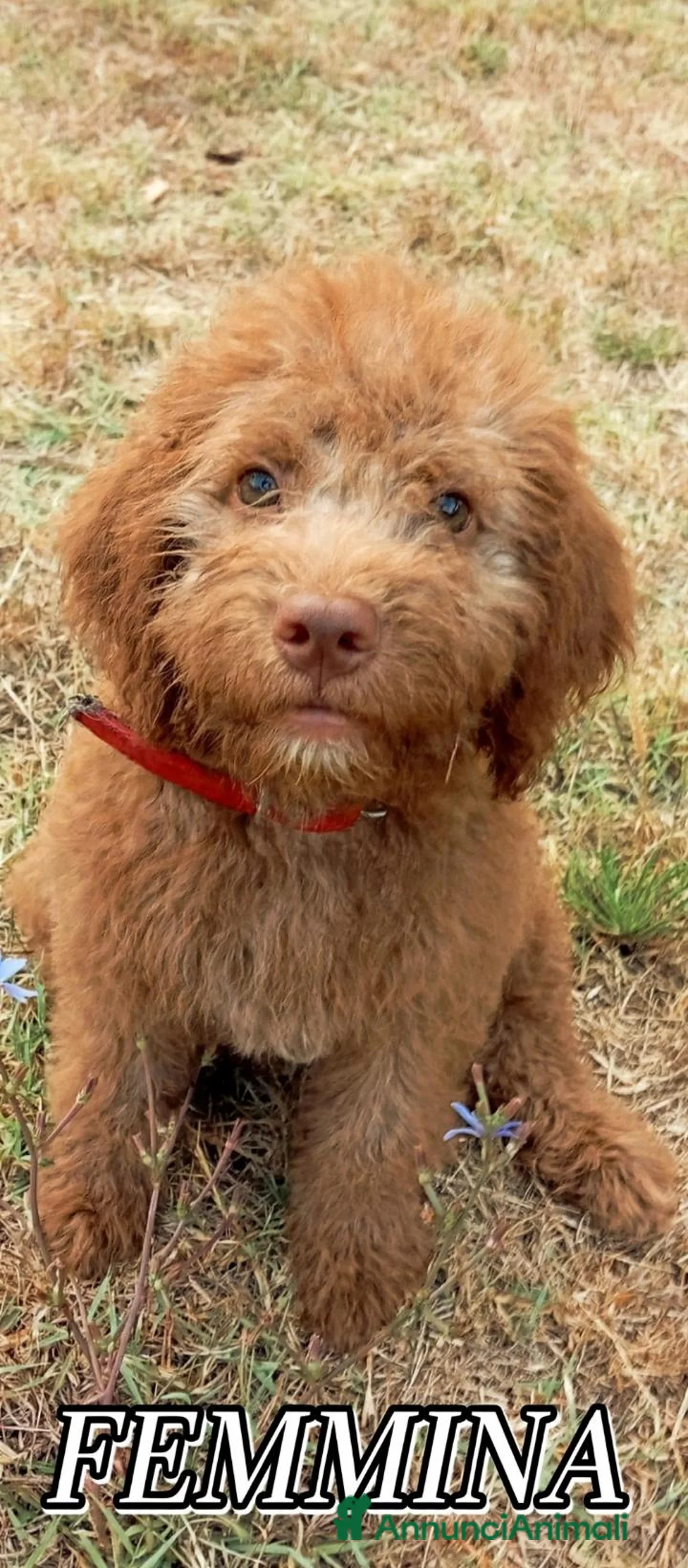 Lagotto cani in vendita: splendidi cuccioli di lagotto romagnolo  - Annuncio 1
