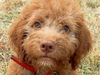 Lagotto cani splendidi cuccioli di lagotto romagnolo - Annuncio 2