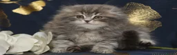 Scottish gatti in vendita: Cuccioli Scottish fold  - Annuncio 3