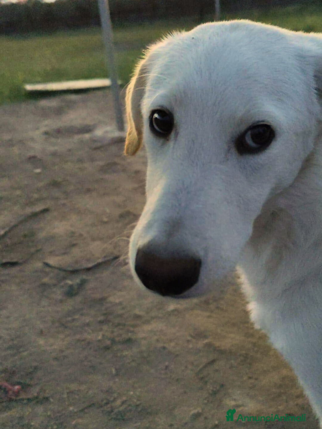 Altre razze cani in regalo: Miele - 8 Mesi - Dolce, Socievole - Annuncio 9