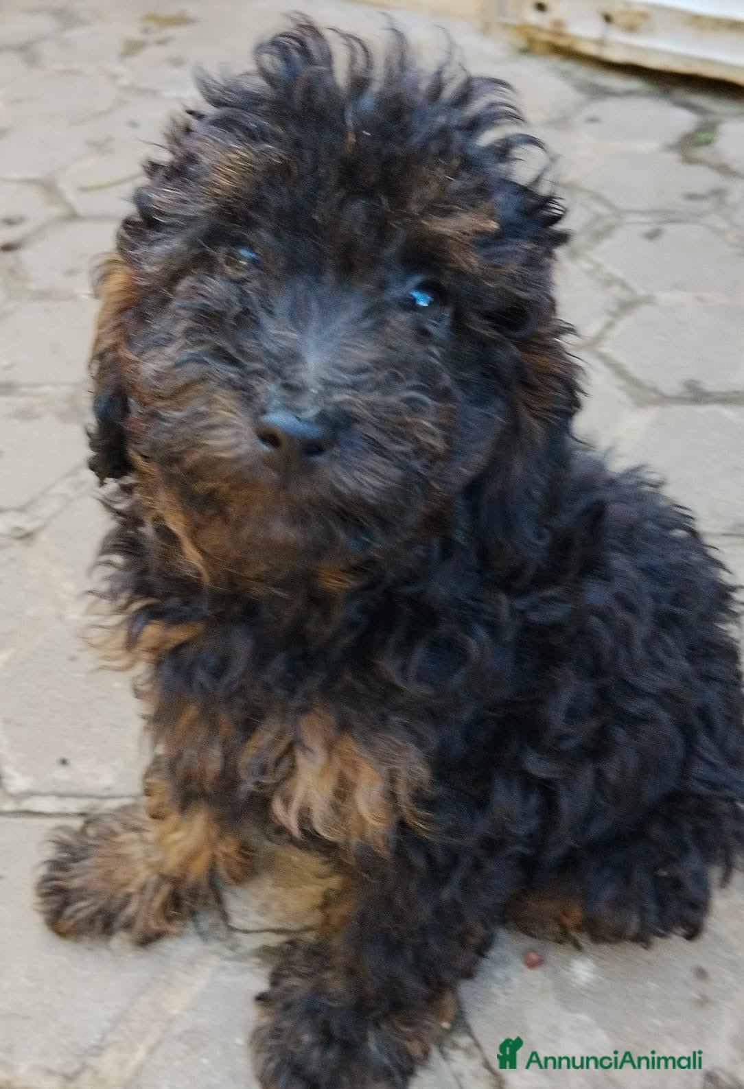Meticcio cani Barboncino nani e tot  - Annuncio 4