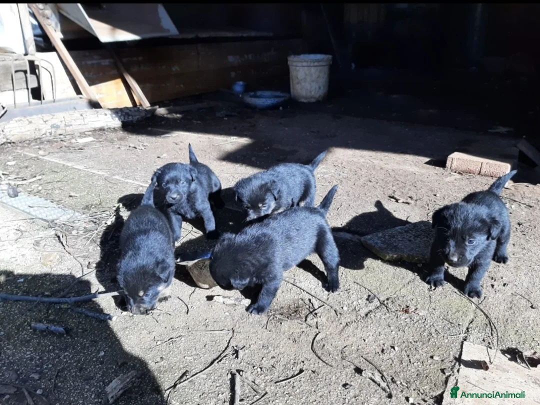 Labrador cani in vendita: Cuccioli di labrador neri - Annuncio 3