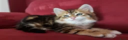 Siberiano gatti in vendita: Cucciolo Siberiano Certificato  - Annuncio 12