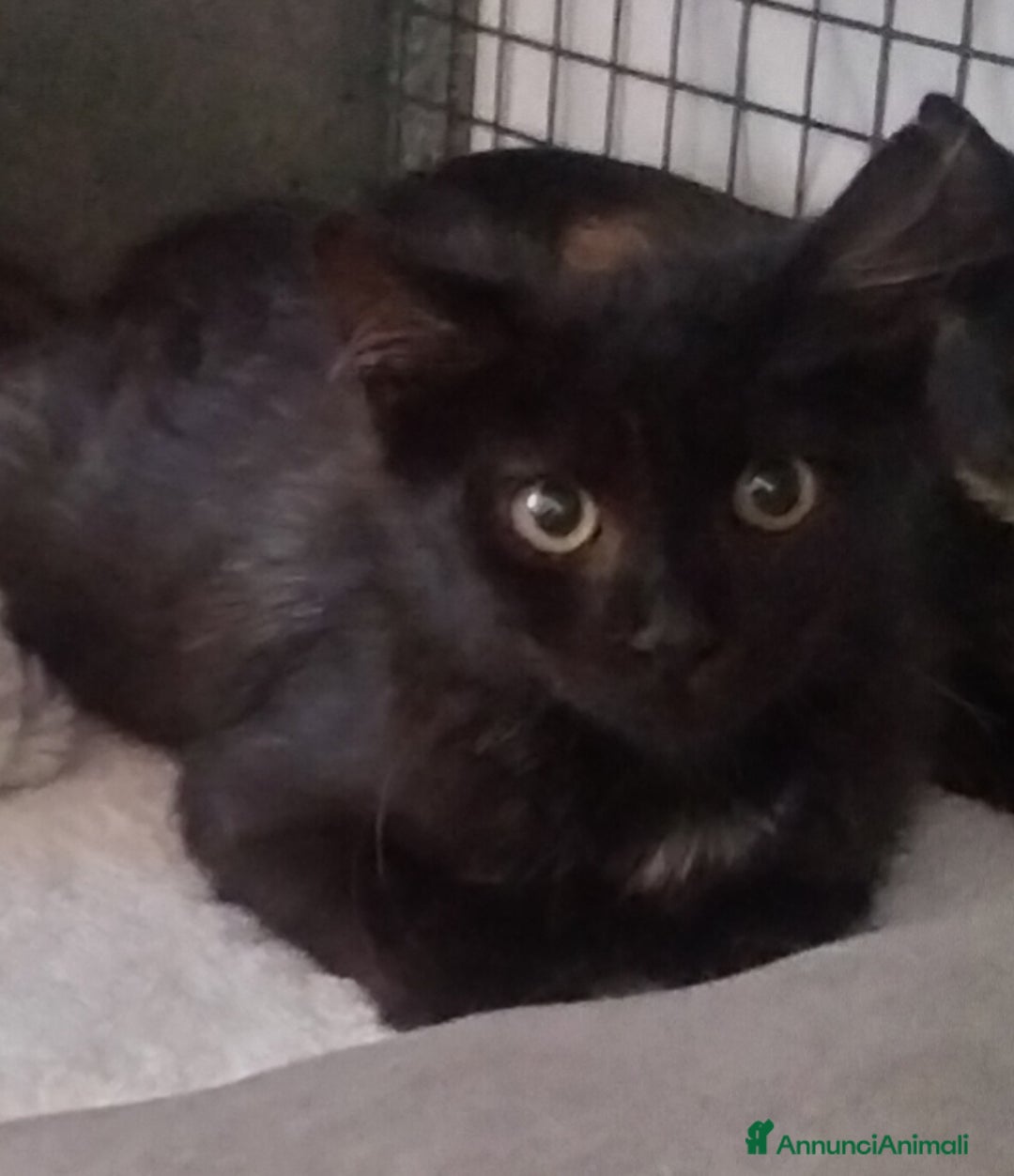 Altre razze gatti in regalo: Charlotte, Emily ed Anne cercano casa - Annuncio 3