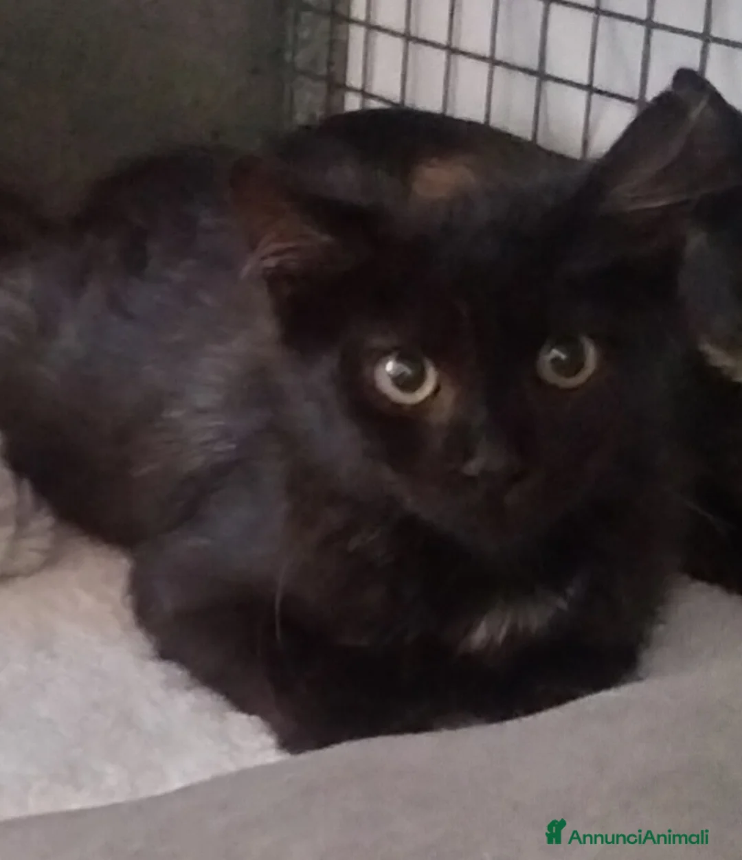 Altre razze gatti in regalo: Charlotte, Emily ed Anne cercano casa - Annuncio 3