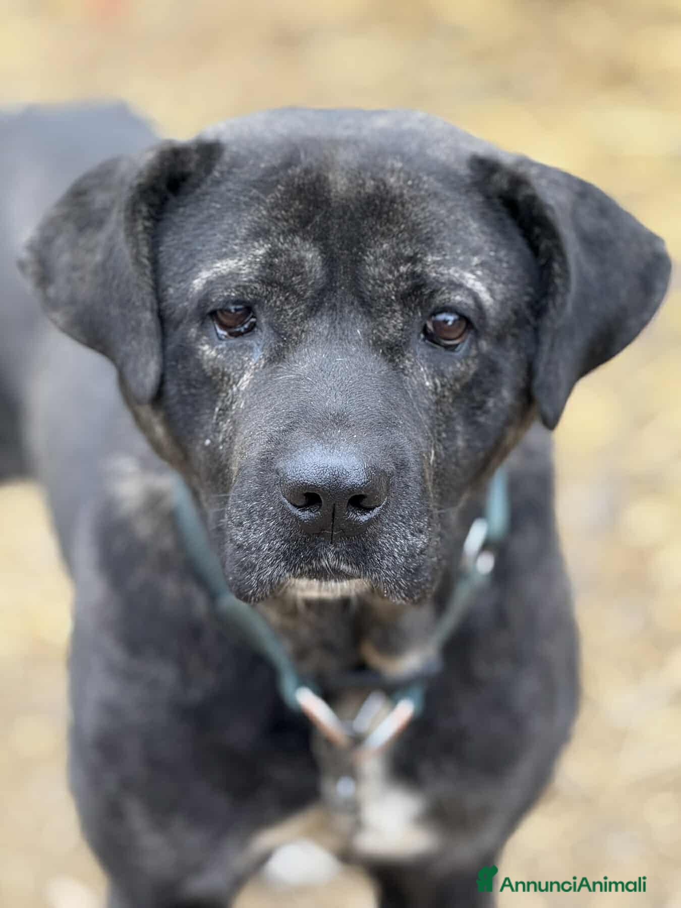 Meticcio cani HERCULES, molosso dalla bontà unica! - Annuncio 1