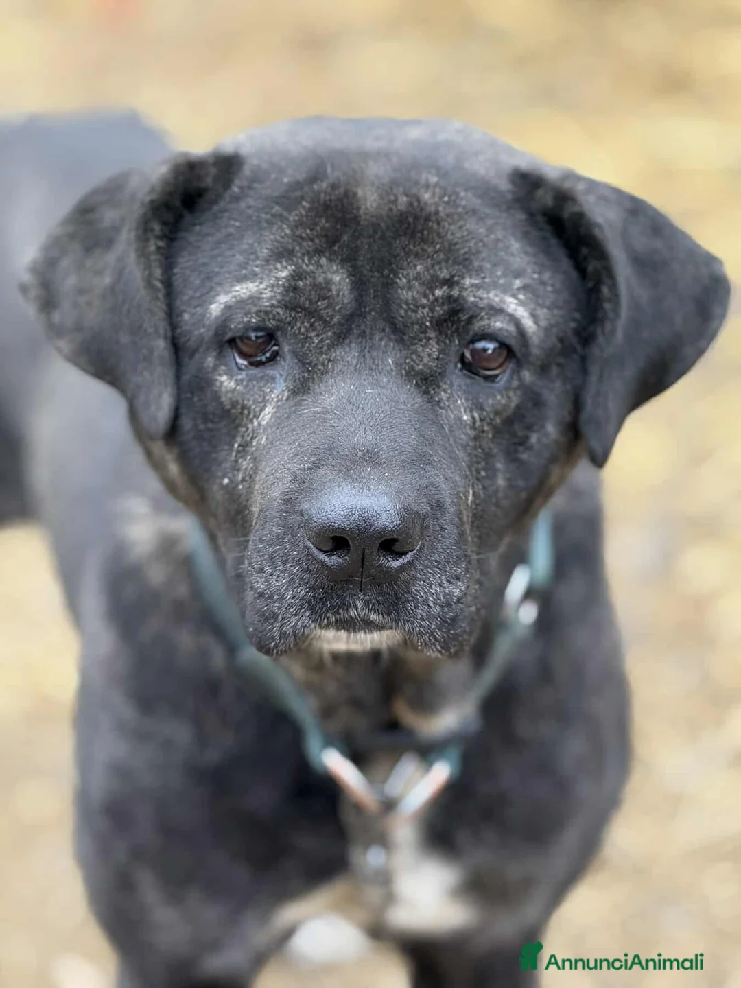 Meticcio cani in regalo: HERCULES, molosso dalla bontà unica! - Annuncio 1