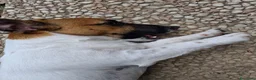 Jack Russell cani in vendita: Regalo cucciolo  - Annuncio 8