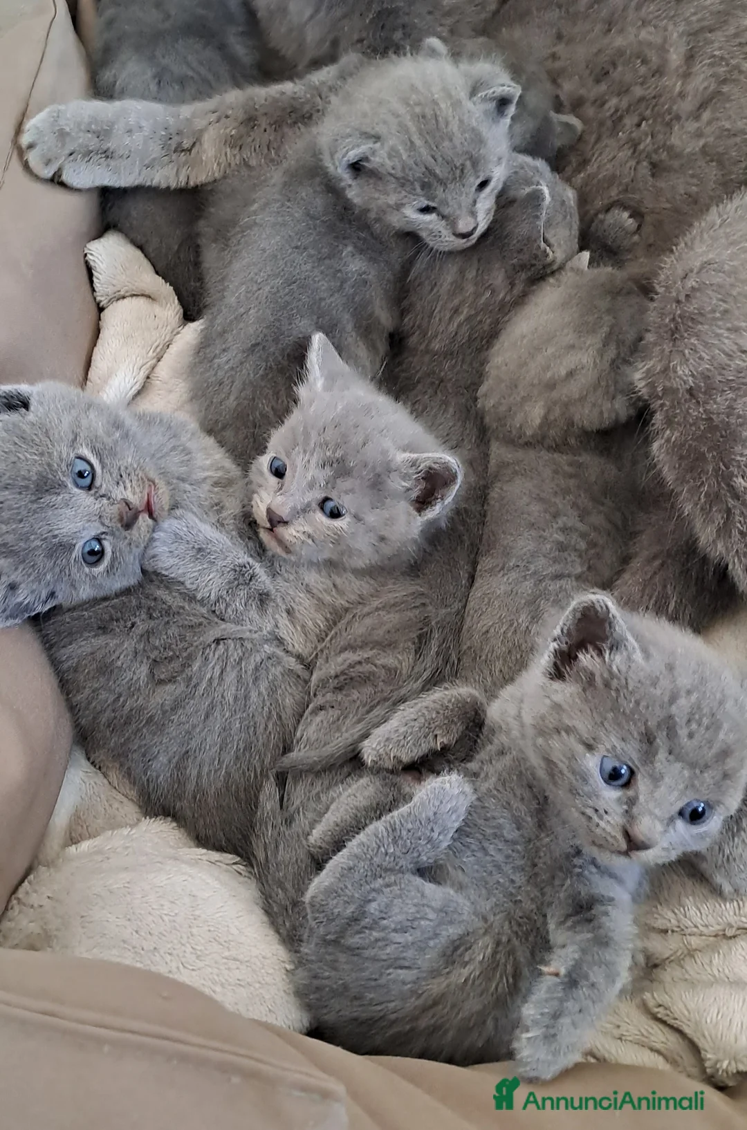 Certosino gatti in vendita: Gattini Certosini con Pedigree - Annuncio 4