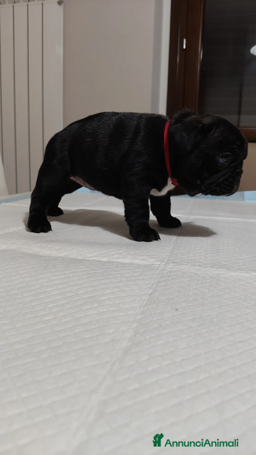 Bulldog Francese cani in vendita: Cuccioli con PEDIGREE ENCI  - Annuncio 2