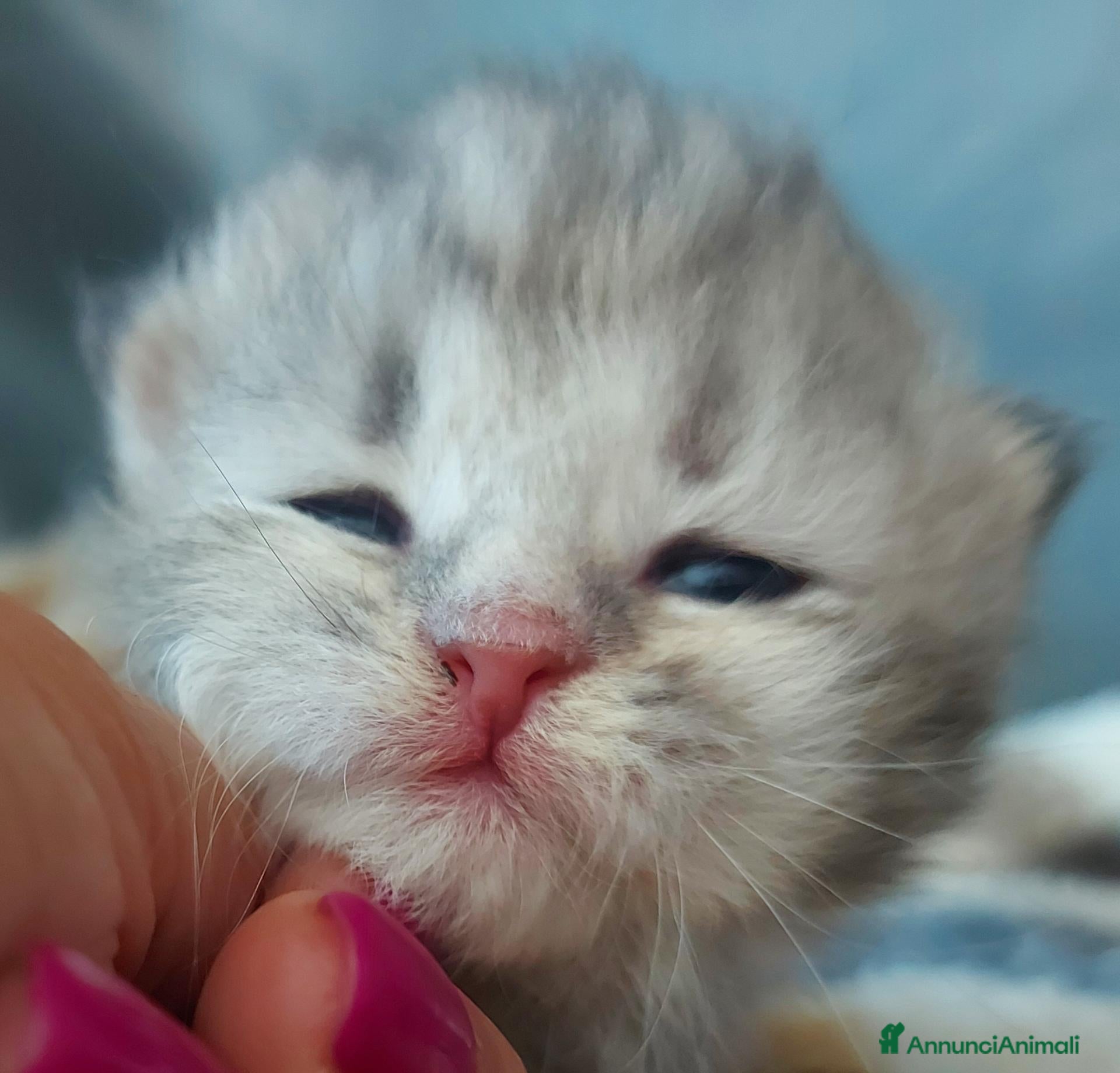 Siberiano gatti Cuccioli di gatto Siberiano Certificati  - Annuncio 4