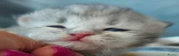 Siberiano gatti in vendita: Cuccioli di gatto Siberiano Certificati  - Annuncio 1