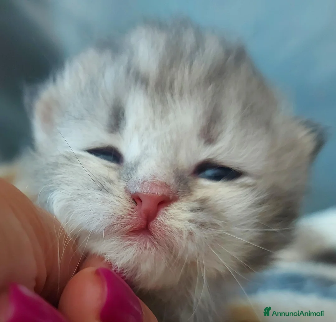 Siberiano gatti in vendita: Cuccioli di gatto Siberiano Certificati  - Annuncio 1