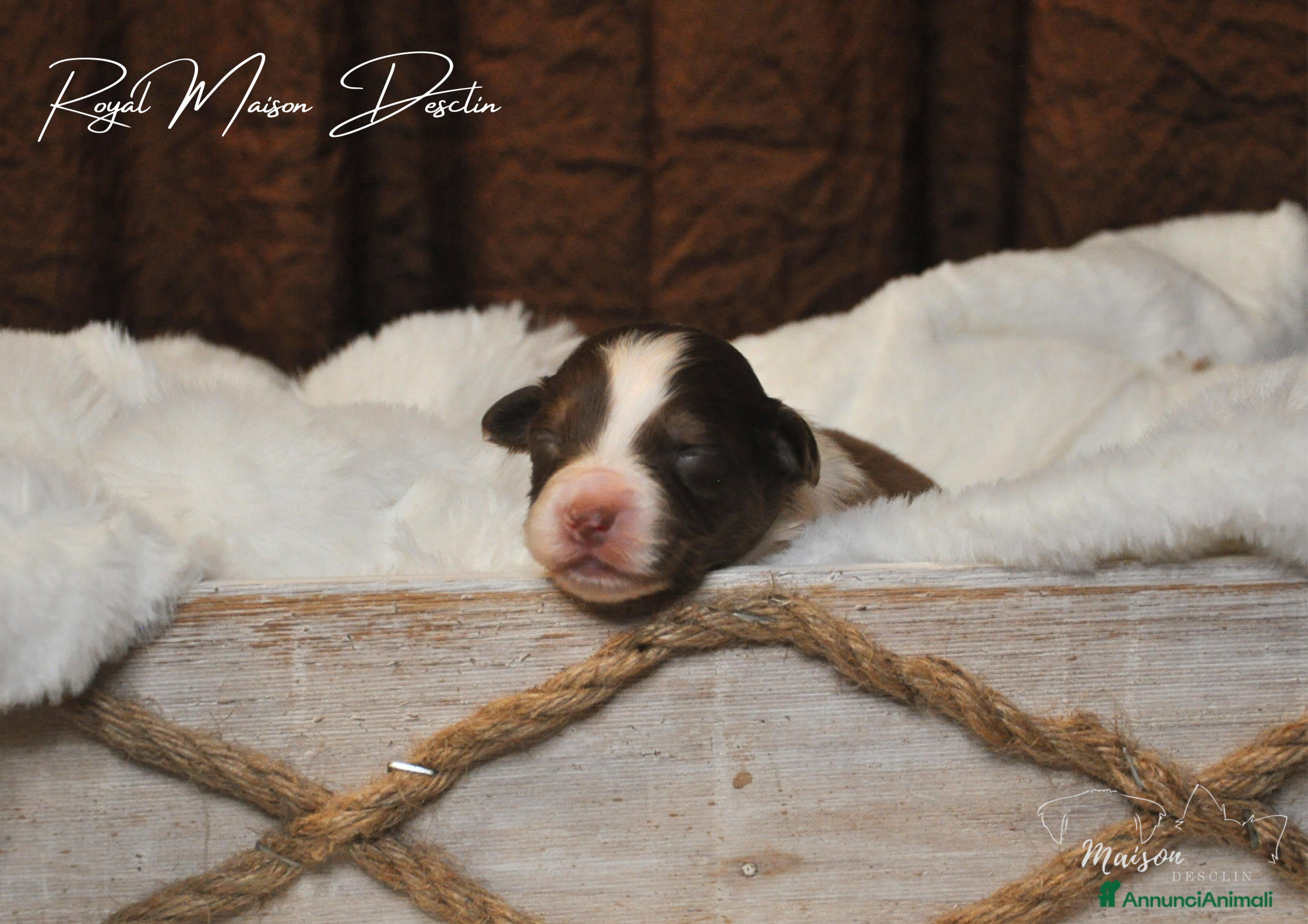 Australian Shepherd cani Cuccioli Pastore australiano  - Annuncio 2