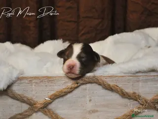 Australian Shepherd cani Cuccioli Pastore australiano - Annuncio 2