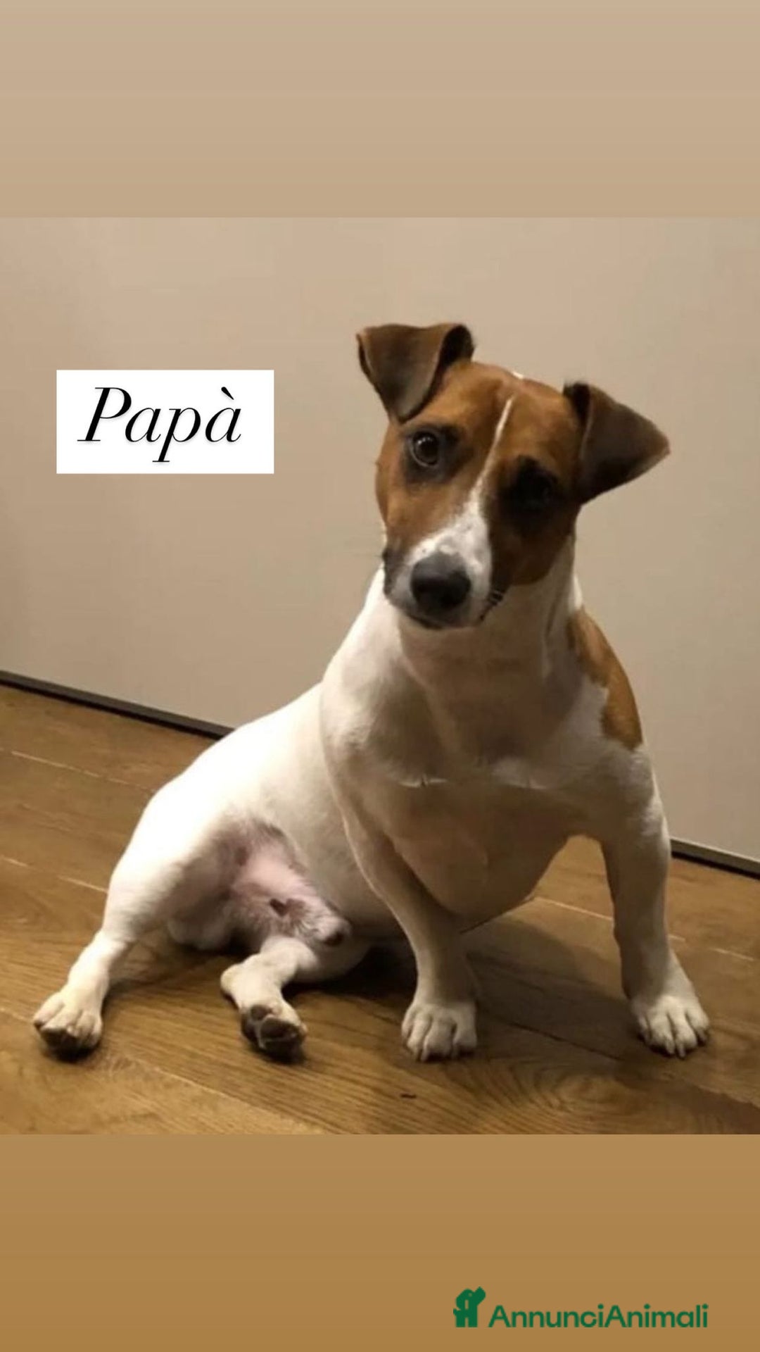 Jack Russell cani in vendita: Cedesi cuccioli di Jack Russell Terrier  a Città Metropolitana di Torino - Immagine 6
