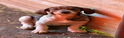 Meticcio cani in regalo: DARA, cucciola dagli occhioni dolci!  - Annuncio 4