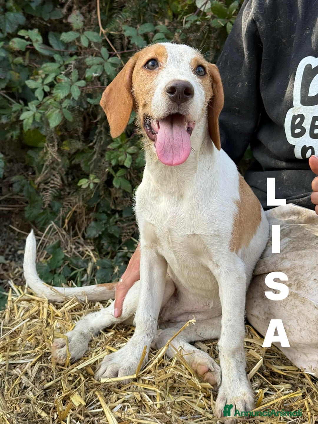 Meticcio cani in regalo: 3 CUCCIOLI cuccioli baffuti cercano casa! - Annuncio 6