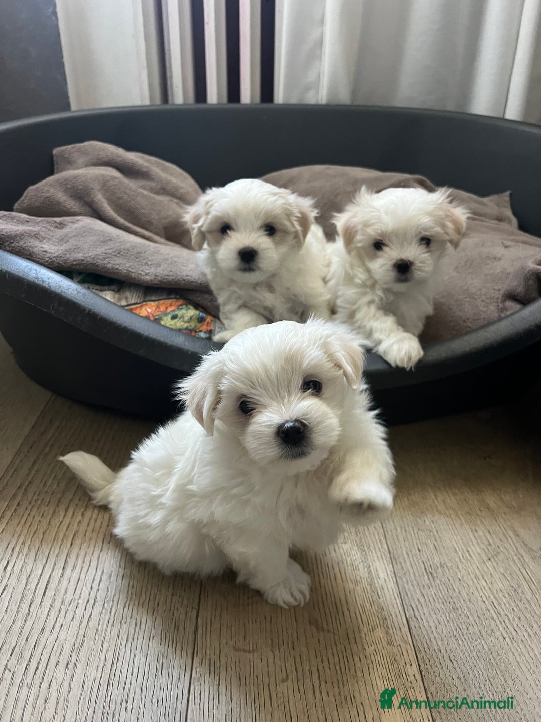 Maltese cani in vendita: Cuccioli Maltesi: Piccoli Tesori in Cerca di Casa - Annuncio 10