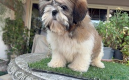 Shih Tzu cani in vendita: Shih tzu o shitzu  a Libero consorzio comunale di Siracusa - Immagine 2