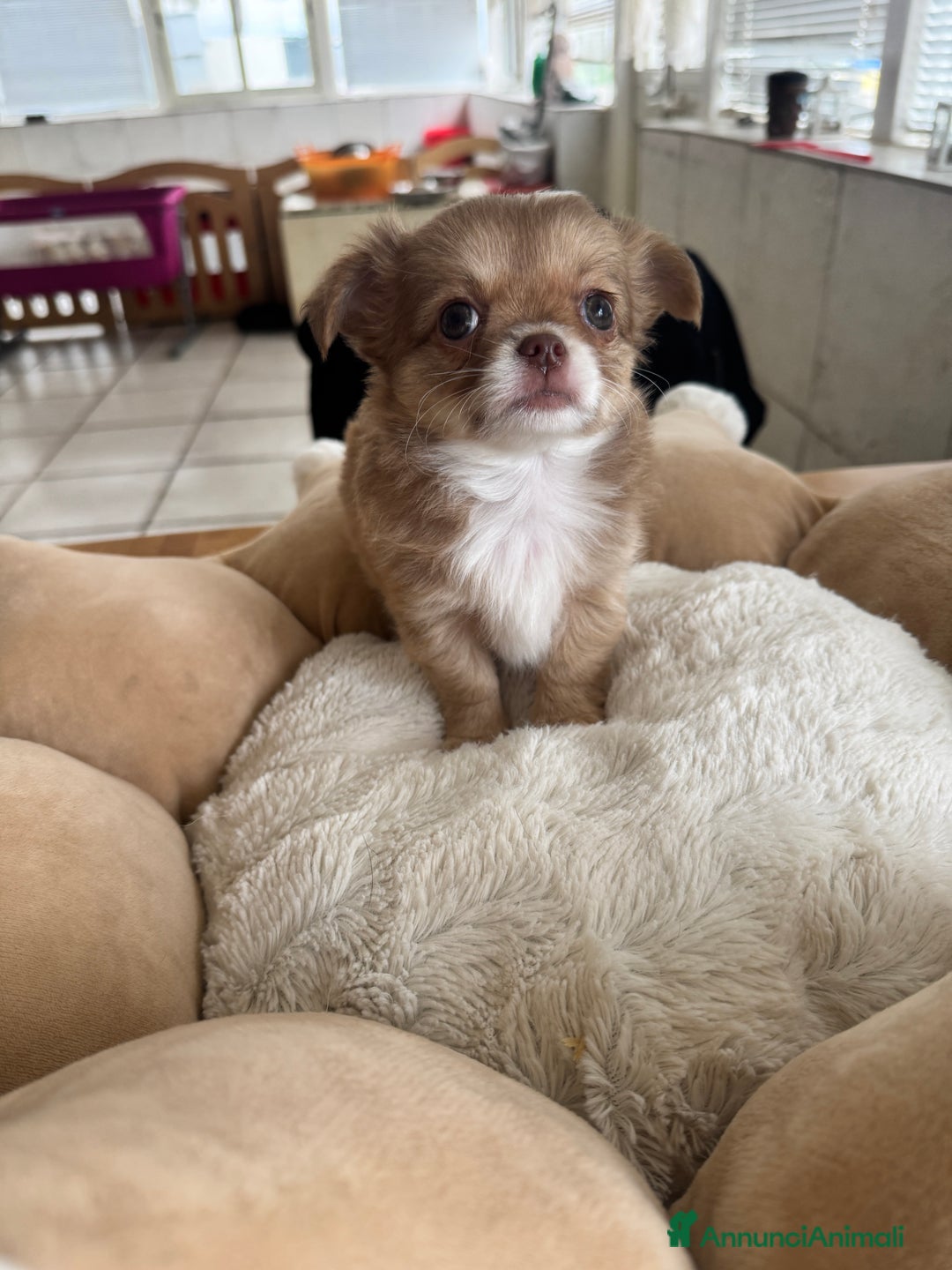 Chihuahua cani in vendita: Cuccioli chihuahua pelo lungo - Annuncio 8