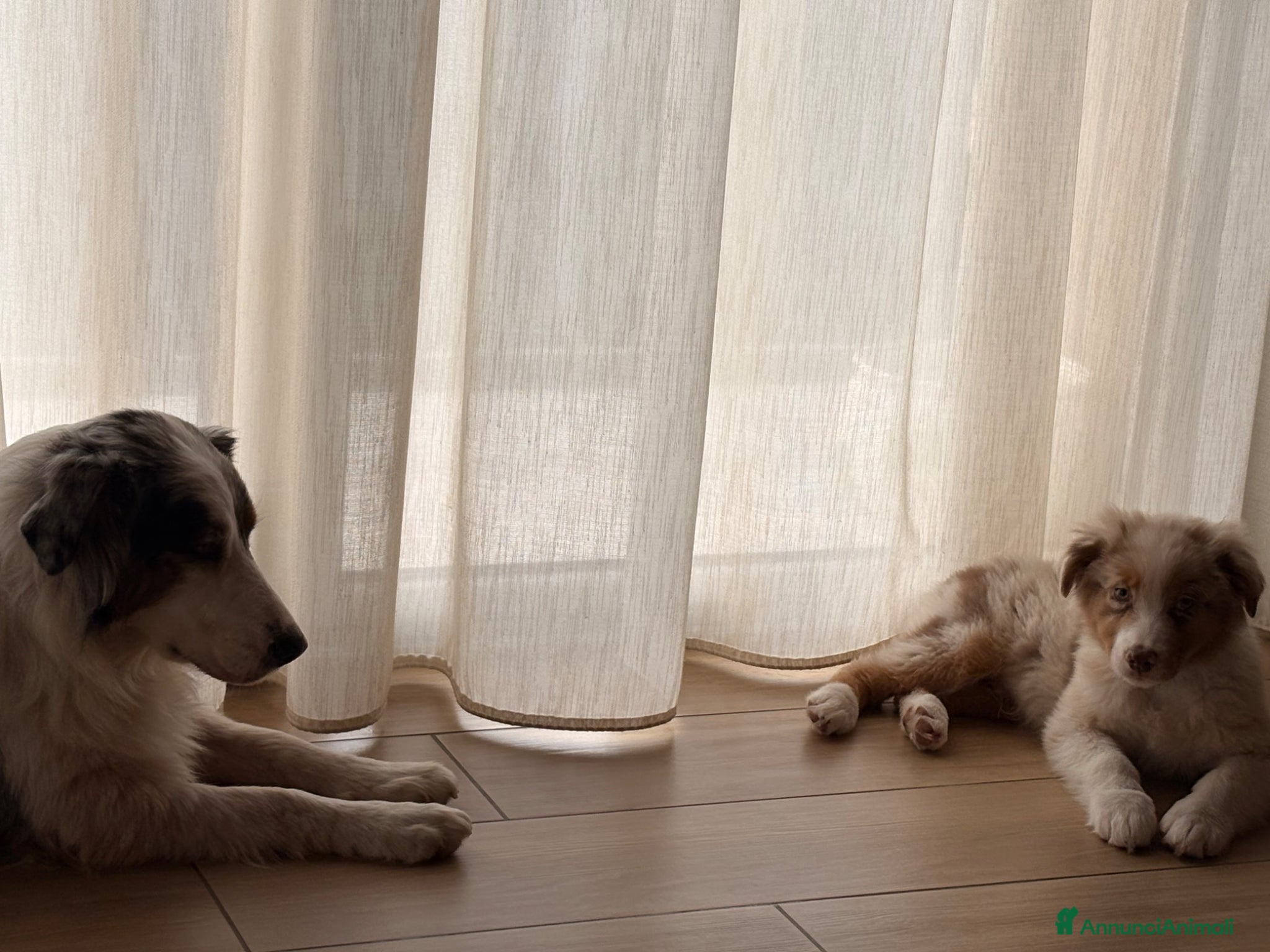 Australian Shepherd cani cucciolo di Pastore Australiano  Red Merle - Annuncio 1