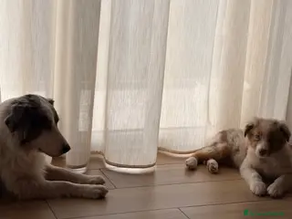 Australian Shepherd cani cucciolo di Pastore Australiano Red Merle - Annuncio 5