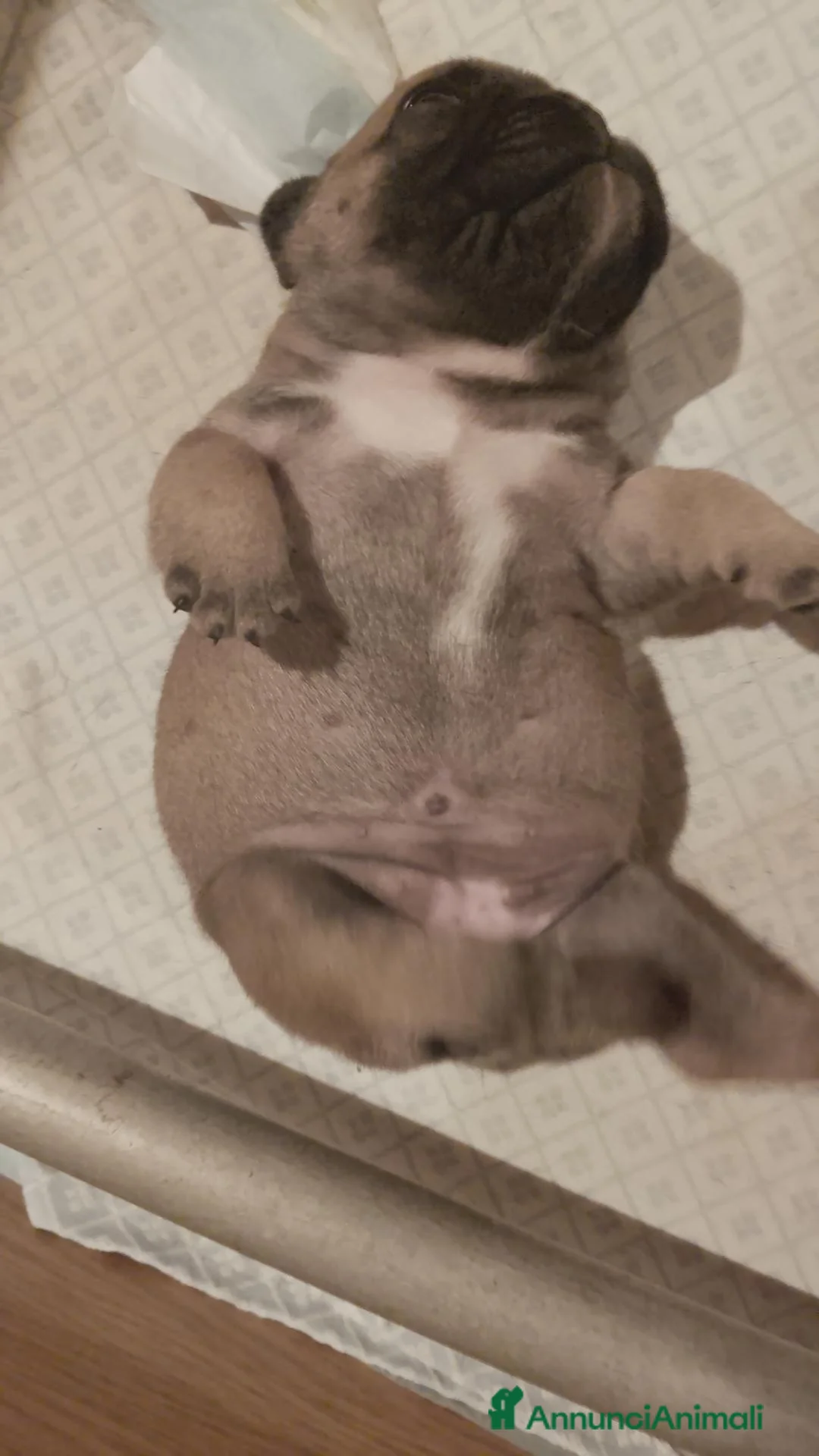 Bulldog Francese cani in vendita: Splendidi cuccioli bouldogue francese  - Annuncio 2