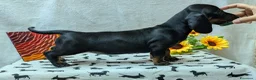 Bassotto cani in vendita: Bassotto tedesco standard pelo corto pedigree ENCI - Annuncio 22