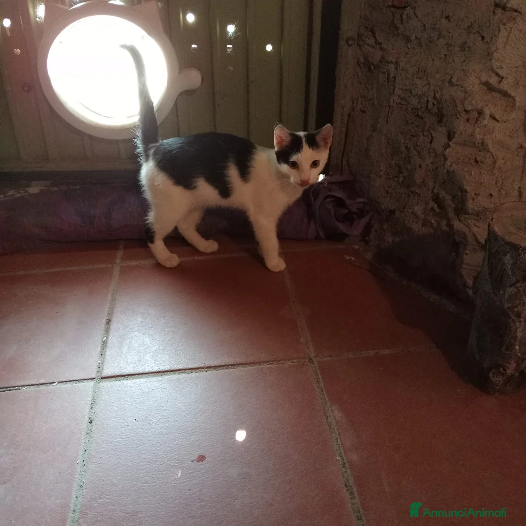 Meticcio gatti in regalo: ADOZ.DEL CUORE: dolcissima micia senza casa - Annuncio 4
