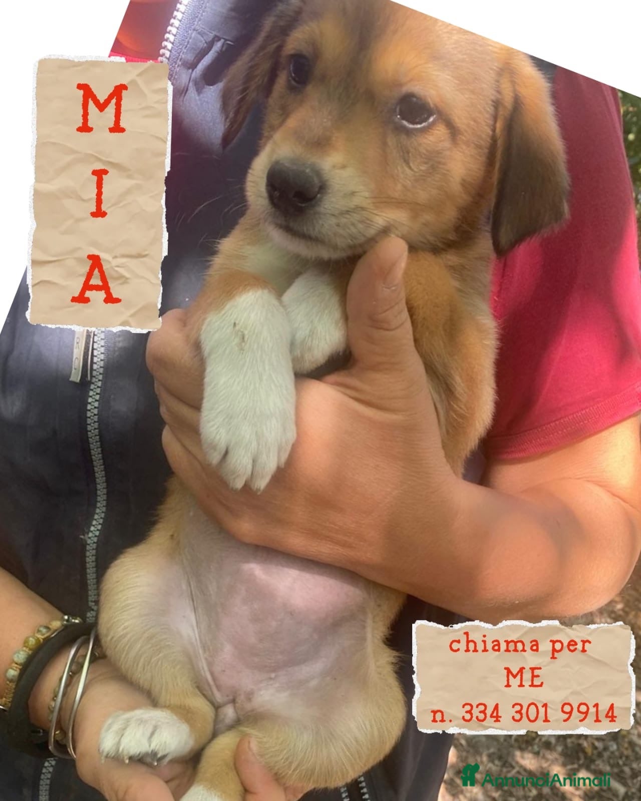 Meticcio cani MIA 🩷 QUEL MUSETTO CERCA PROPRIO TE 😍 - Annuncio 26