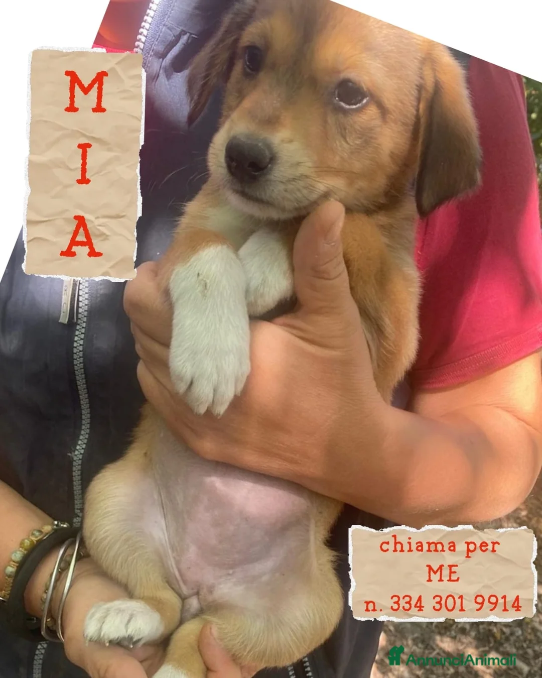 Meticcio cani in regalo: MIA 🩷 QUEL MUSETTO CERCA PROPRIO TE 😍 a Provincia di Prato - Annuncio 1