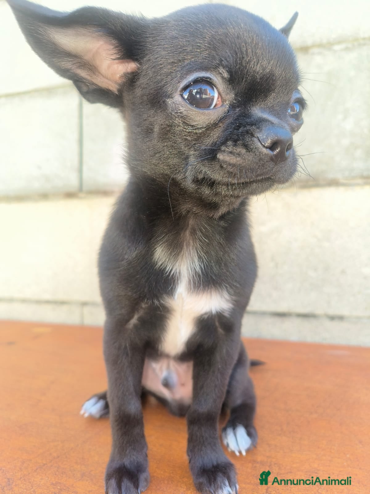 Chihuahua cani Bellissimo chihuahua disponibile  - Annuncio 1