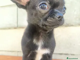 Chihuahua cani Bellissimo chihuahua disponibile - Annuncio 1