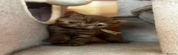 British gatti in vendita: Cuccioli British shorthair Cinnamon  - Annuncio 12