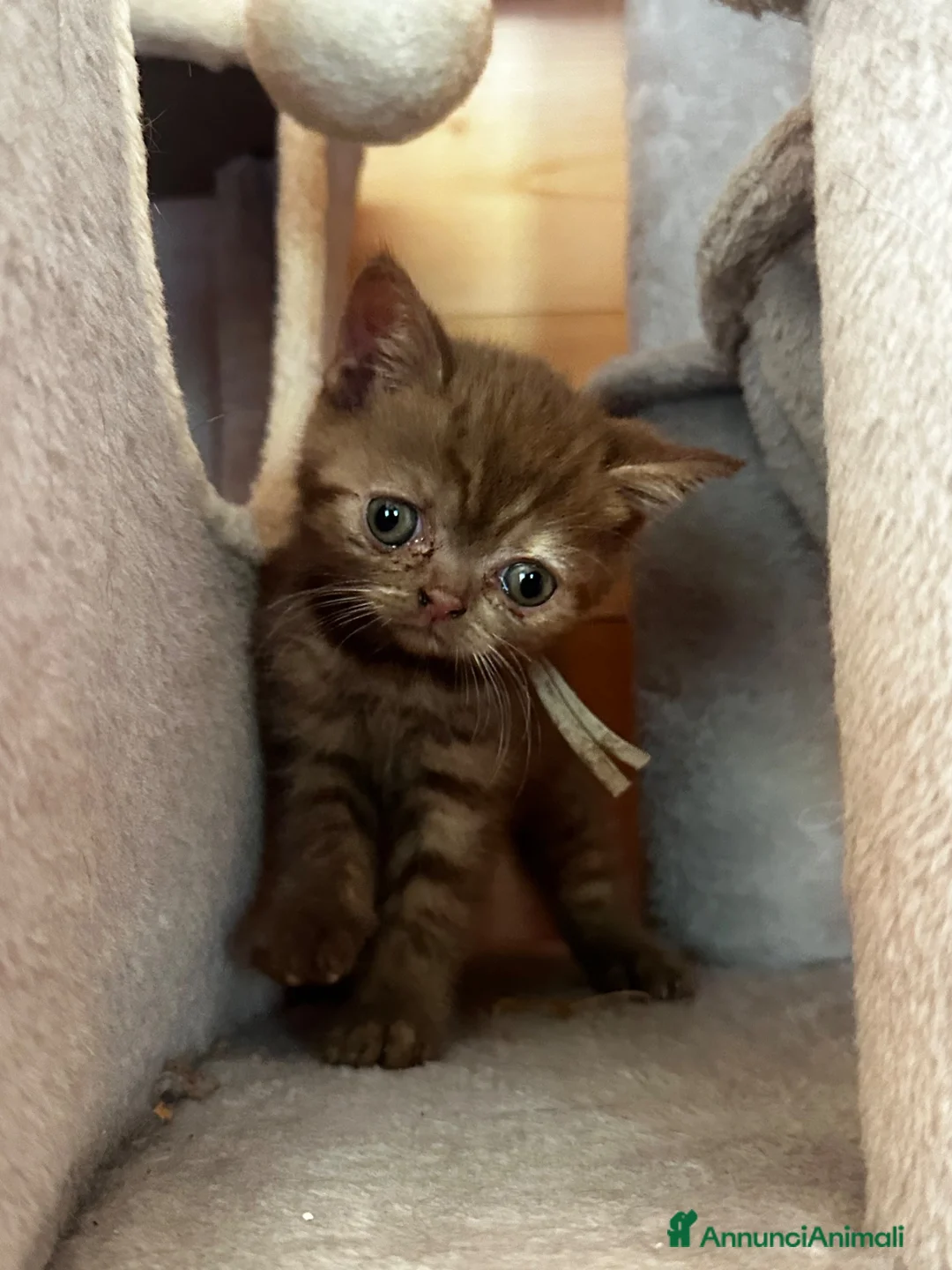 British gatti in vendita: Cuccioli British shorthair Cinnamon  - Annuncio 12