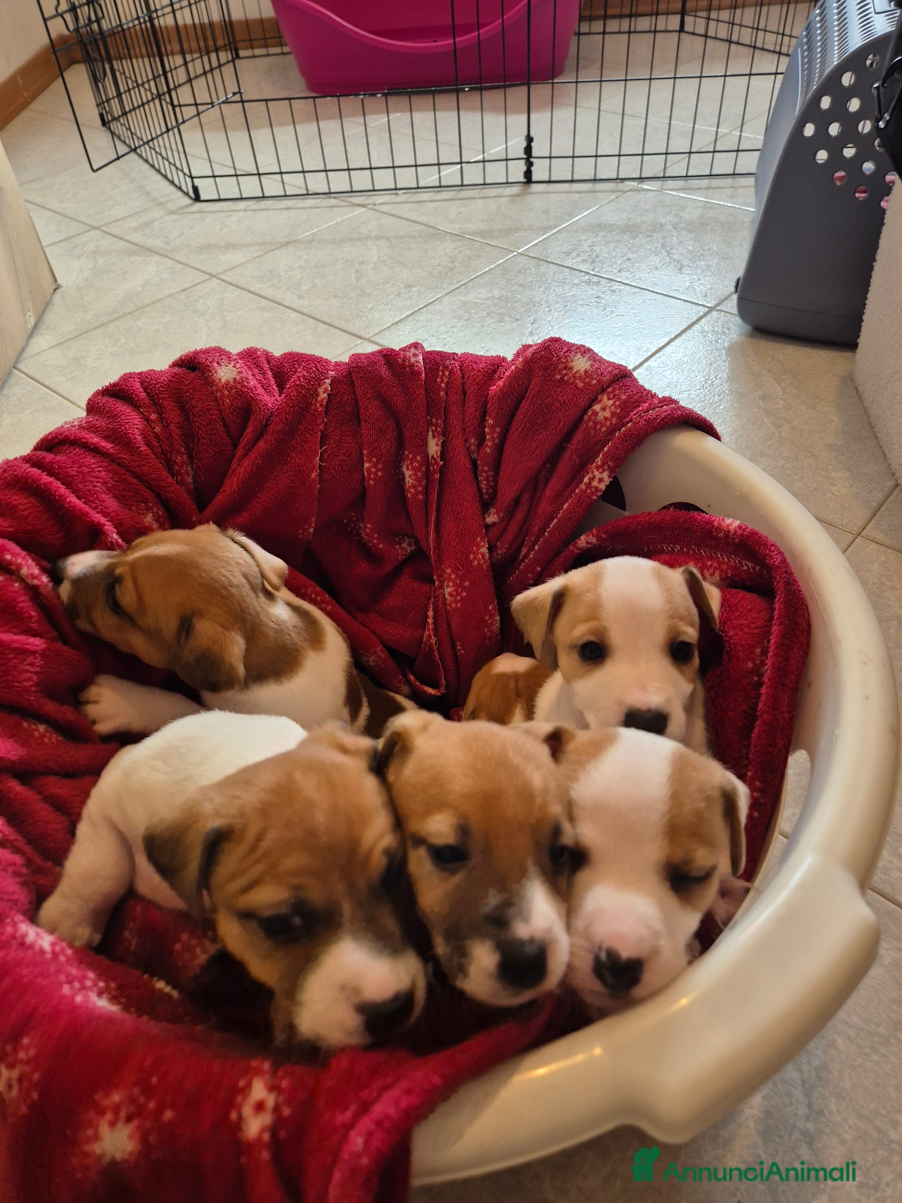 Jack Russell cani Jack russell - Annuncio 6