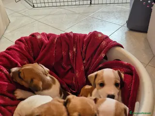 Jack Russell cani Jack russell - Annuncio 20