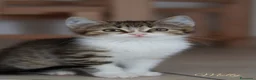 Altre razze gatti in regalo: Gattini - Annuncio 6