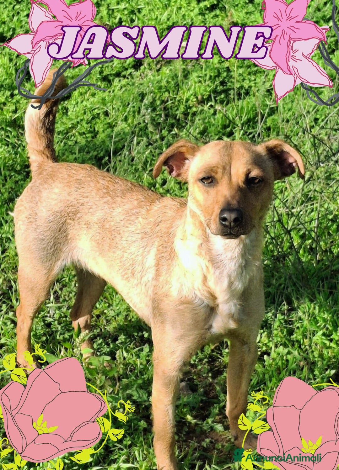 Meticcio cani in regalo: JASMINE 🩷 - una principessa di un anno, cerca 🏡  - Annuncio 3