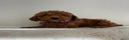 Barboncino Toy cani in vendita: Adorabili cuccioli maschi di Barboncino Toy - Annuncio 13