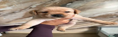 FONTINA