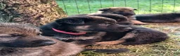 Pastore Tedesco cani in vendita: Cuccioli disponibili di Pastore Tedesco a Provincia di Modena - Annuncio 3