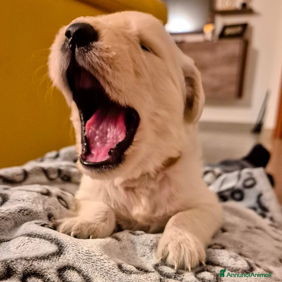 Golden Retriever cani in vendita: Cucciole di Golden Retriever - Annuncio 4