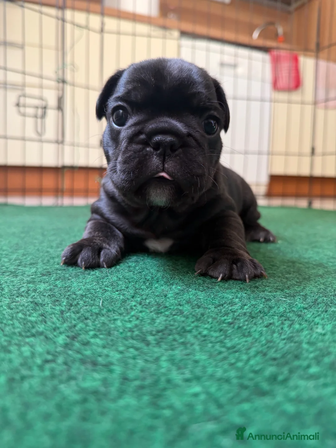 Bulldog Francese cani in vendita: Bulldog francese  a Provincia di Varese - Annuncio 2